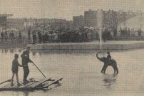 19640703 Nieuwsblad van het Noorden - Olifantje in Groningen